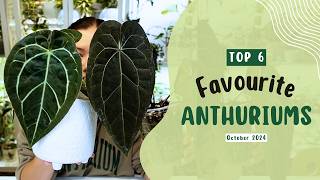 Top 6 Favourite Anthuriums