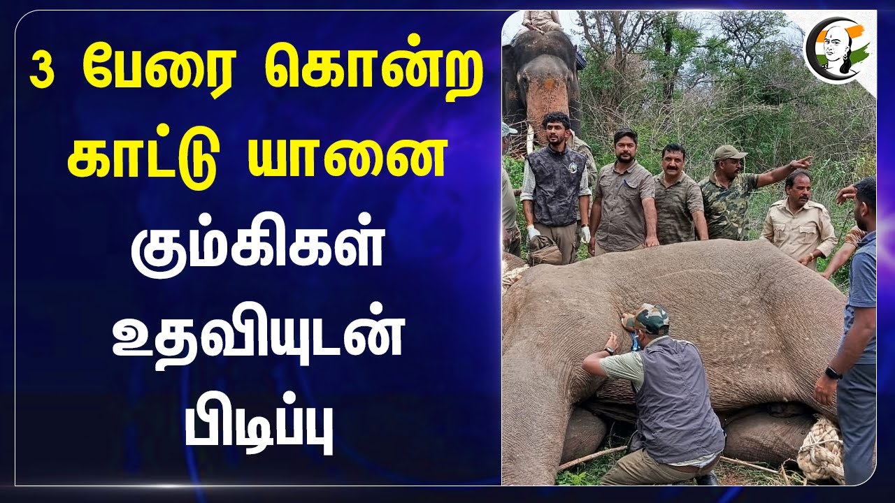 3 பேரை கொன்ற காட்டு யானை.. கும்கிகள் உதவியுடன் பிடிப்பு | Elephant | Kumki