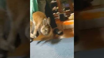 介護うさぎ Youtube 介護うさぎ Youtube