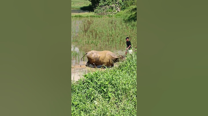 cari lawan yang sepadan  vs 🐂 #shorts