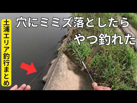 れんこんパパの釣り日誌 - YouTube