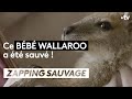 Un bébé wallaroo recueilli dans un refuge australien - ZAPPING SAUVAGE