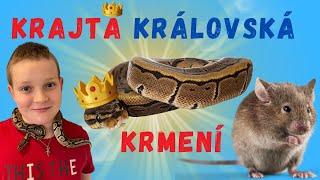 KRAJTA KRÁLOVSKÁ - krmení
