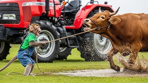 Cow Fell Into Swamp 😱 Monkey Farmer Rescued Cow With Tractor 🚜🐒 | Enis Monkey Stories