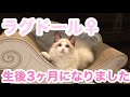 【ぽん酢成長記録】ラグドール子猫をお迎えして2ヶ月【生後3ヶ月】