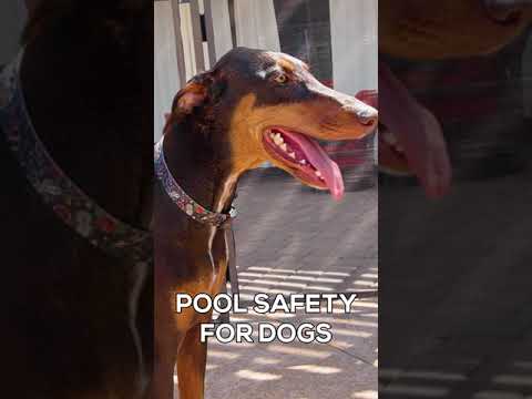 Video: Bazén bezpečnosť pre psov