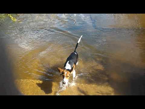 Гончая Дукс (4