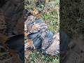 Found Lovely Piglets in Forest 🐗🥰 #viral #shorts #animals #wildboar #wildlife