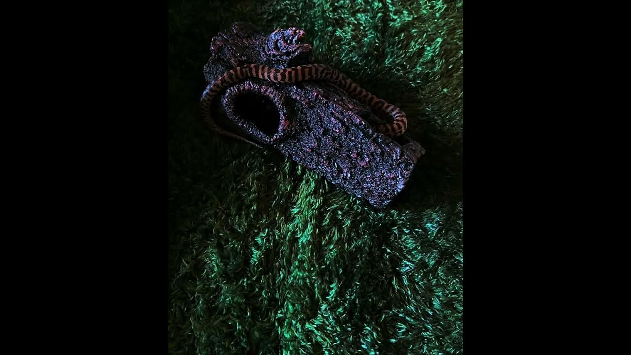 pygmy banded stimson python. - YouTube