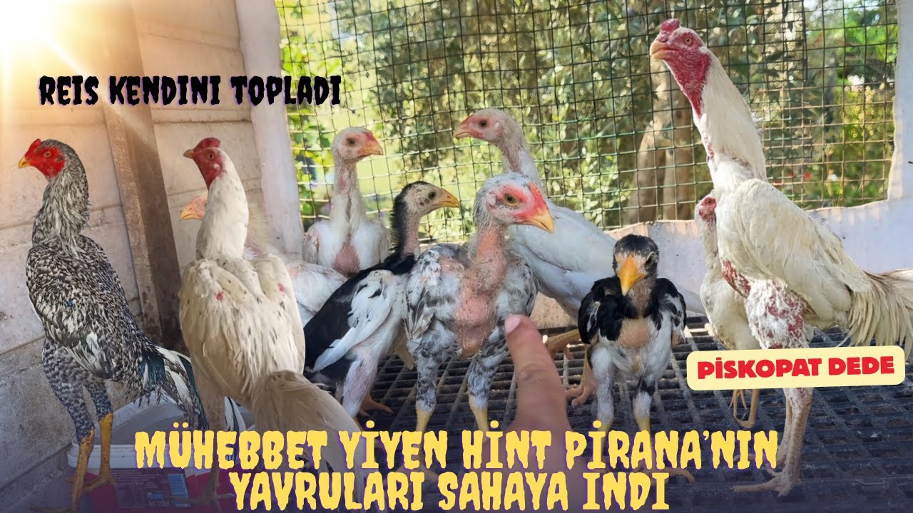 Ağırsiklet Hint Horozu Reis kendini topladı, Mühebbet yiyen Pirana’nın yavruları sahada 
