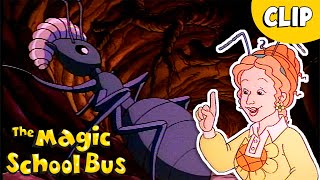 All The Ants In The Colony Science For Kids The Magic School Bus