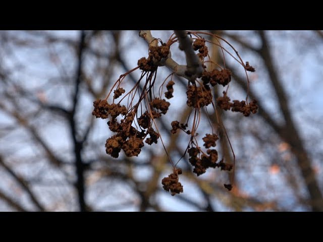 Rainy Winter Day