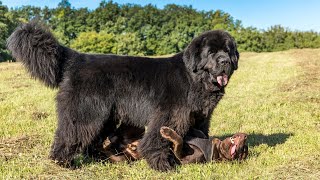 Newfoundland Dogs: How They Make Amazing Therapy Dogs