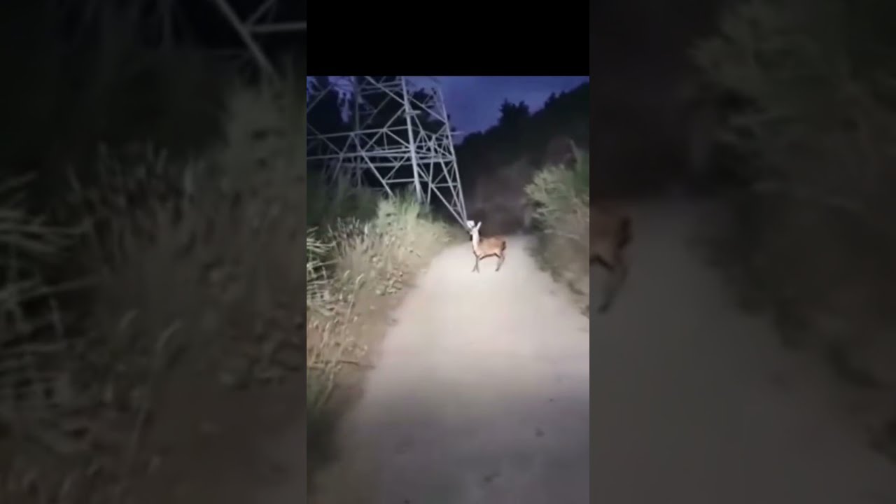 SkinWalker Caught Mid Transformation Skinwalkers
