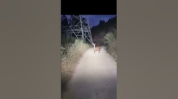 Thumbnail of SkinWalker Caught Mid-Transformation?! #skinwalkers