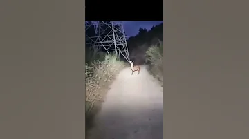 SkinWalker Caught Mid Transformation Skinwalkers 