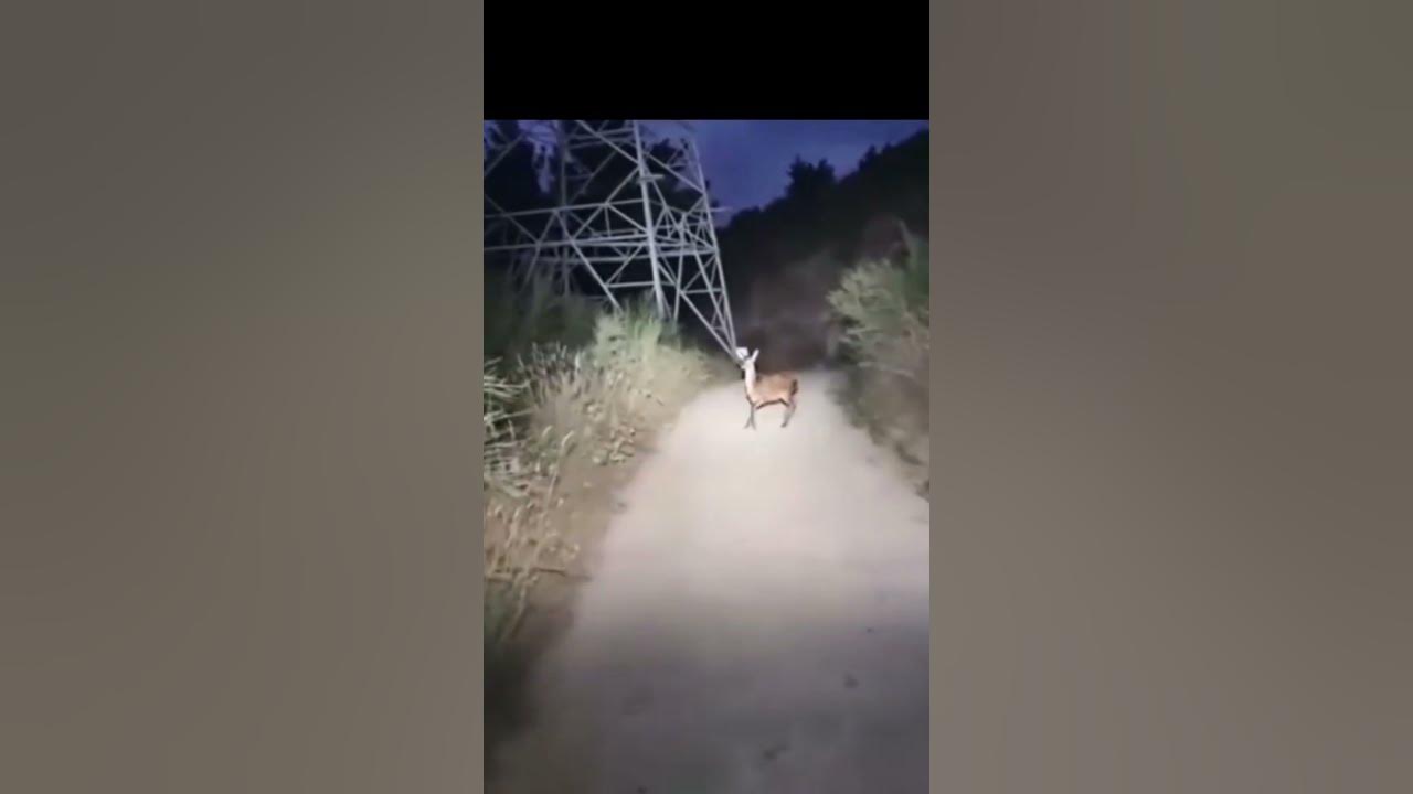 SkinWalker Caught Mid-Transformation?! #skinwalkers SkinWalker Caught Mid-Transformation?! #skinwalkers