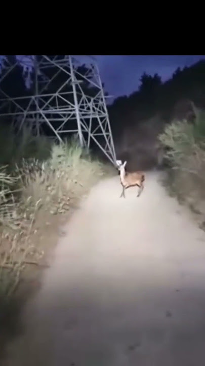 SkinWalker Caught Mid-Transformation?! #skinwalkers