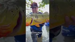 Download Lagu Giant peacock bass!!! MP3