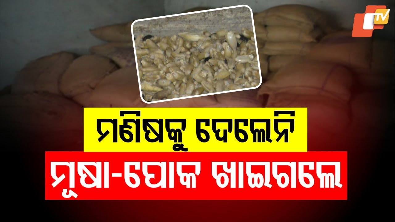 Quintals of PDS wheat ruined by mice and weevils in Rayagada warehouse—food security alarm