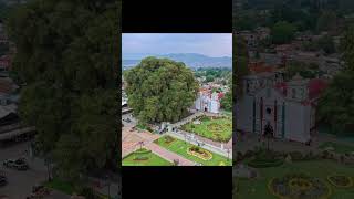The 2,000-Year-Old Giant Tree: El Árbol del Tule! #nature #treestories #treestory