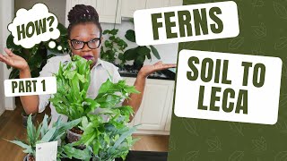 Moving Ferns From Soil to Leca For Beginners Part 1| Two Methods Compared