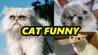 Animal Tiktoks That Helped Me Understand Life