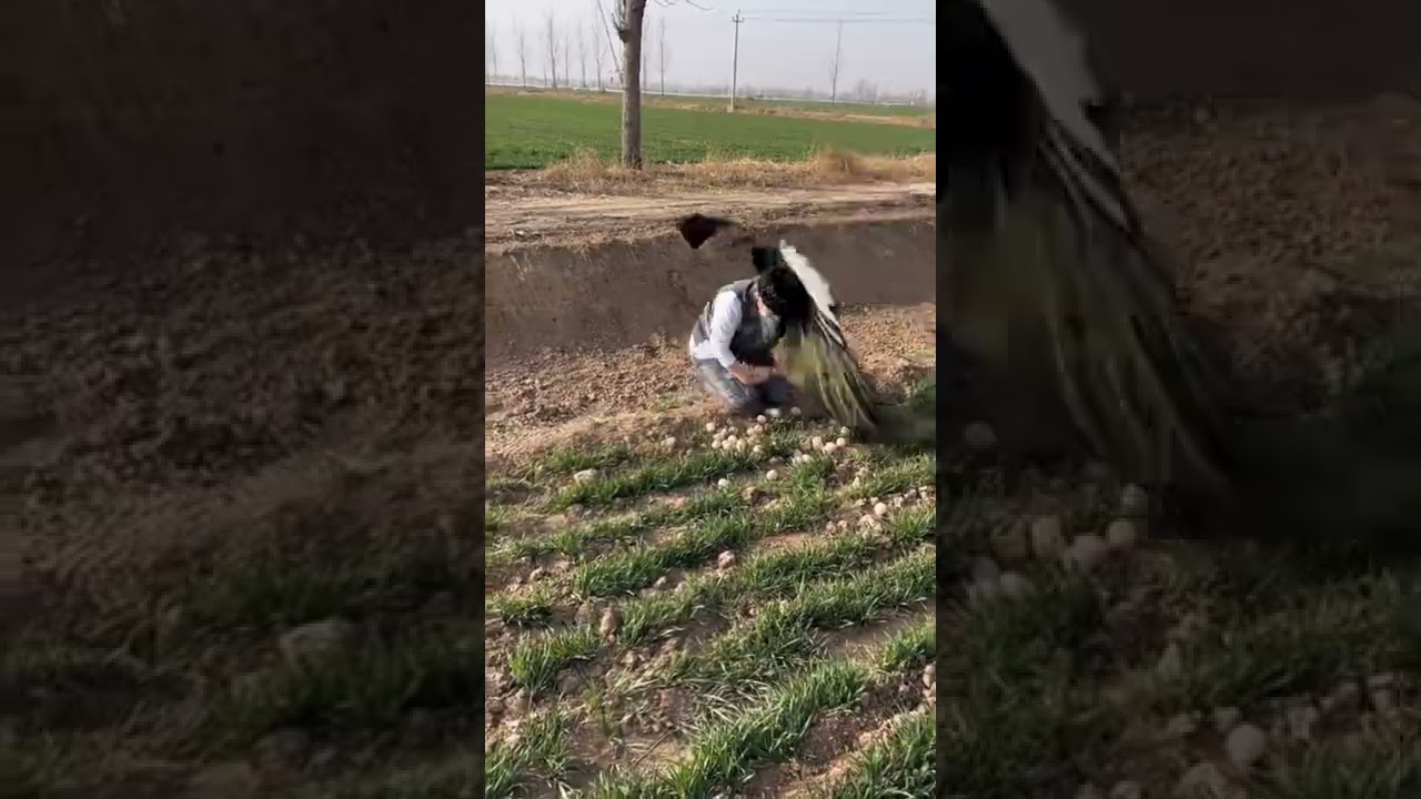 Viral Short Cjcjcj 4 YouTube viral-short-cjcjcj-4-youtube