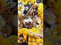 Hare ke share ❤️ baba khatu shyam hmare #shyam #trending #viral #shorts