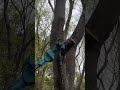 JOVANT® Lightweight Pole chinsaw, No Cord, No Gas. https://bit.ly/47emVQL