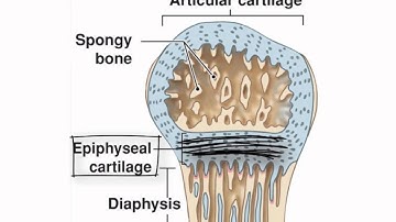 Endochondral Ossification, by Kevin Petti, Ph.D.