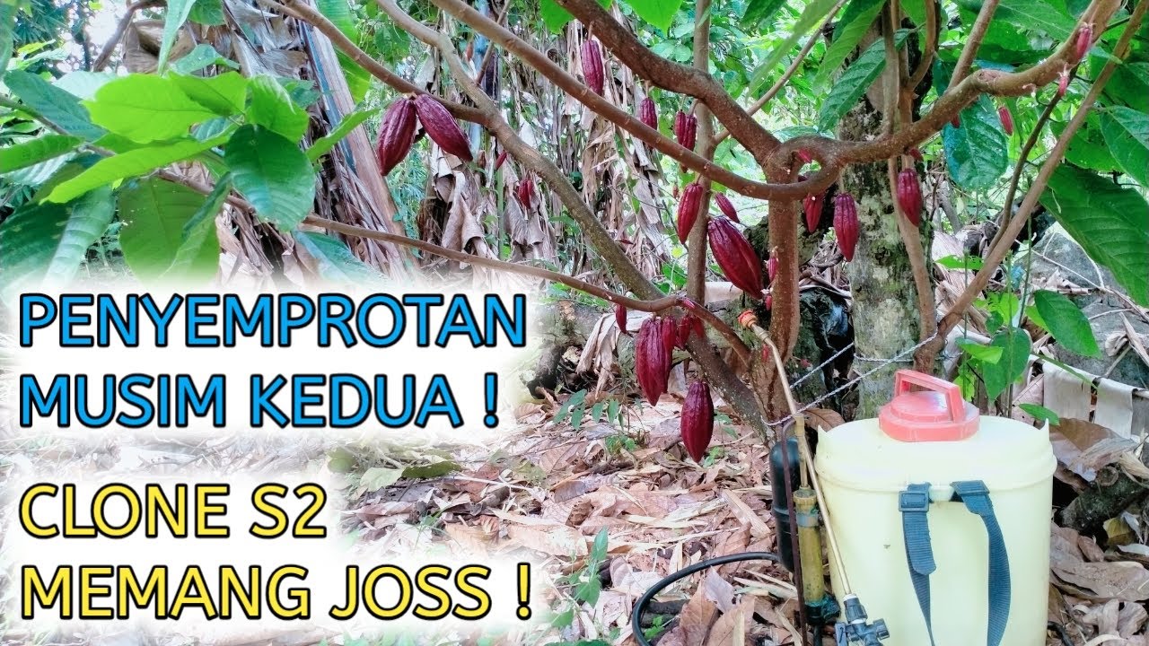 BUAHNYA LEBAT, PENYEMPROTAN BUAH KAKAO UNTUK MUSIM KEDUA, KLON SULAWESI 2 !