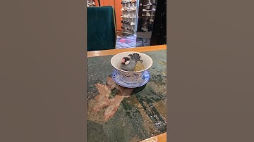 This Java Finch actually bathed in its owner
