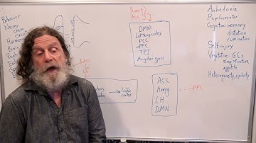 29-Depression - Robert Sapolsky