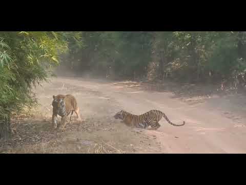 Video: In het Tiger Territory - Bandhavgarh