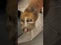 if you needed a sign to get a mini pig… this is it.