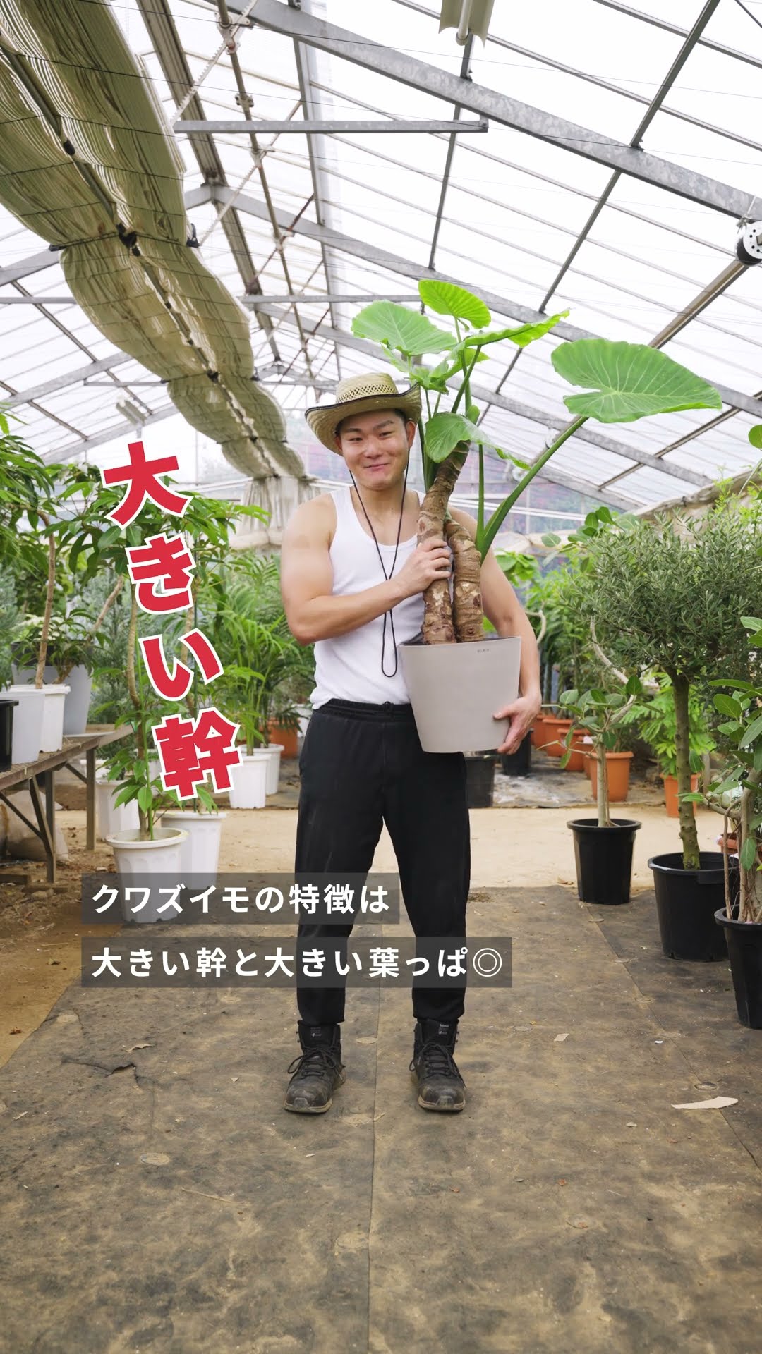 葉明です This time, we will introduce vol.09 of recommended houseplants