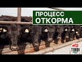 Процесс откорма #6 І Цикл видео о производстве мраморной говядины