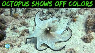 Bonaire Dive Highlights - Hunting Octopus Put on Colorful Display Bonaire Dive Highlights - Hunting Octopus Put on Colorful Display