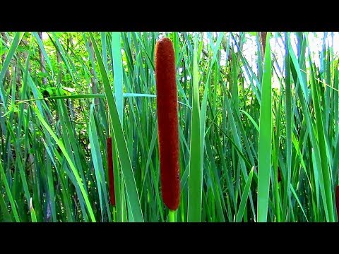 Video: Memanen Cattails Untuk Makanan - Pelajari Cara Memanen Cattails