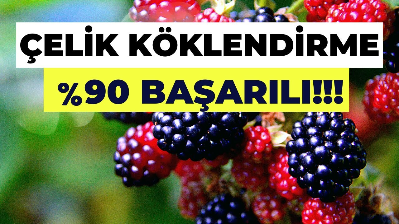 Tek Dal Böğürtlenden Onlarca Çelik Köklendirme Yöntemini Anlattık