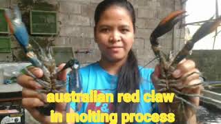 Australian redclaw molting process part 1...