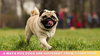6 WAYS PUG DOGS ARE DIFFERENT FROM OTHER DOGS