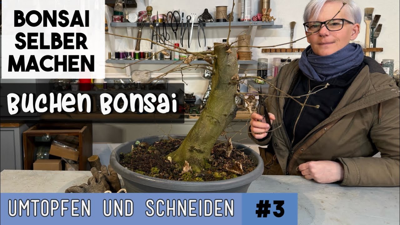 Buchen Bonsai umtopfen & schneiden | BONSAI selber machen | So gehts weiter  mit der BUCHE