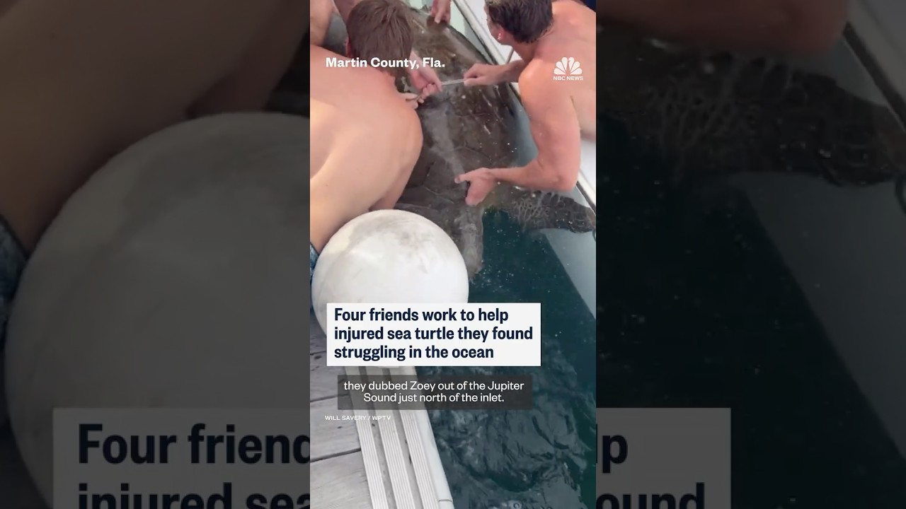 Four friends work to help injured sea turtle they found struggling in the ocean