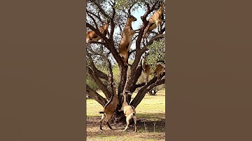 Watch These Goats Scale Palm Trees Like ProsGoats on Palm Trees – Amazing Fruit Pickers! #ai #new