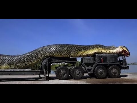 Гиганты животного мира. Самая большая змея Гиганты животного мира. Самая большая змея