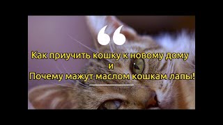 Как приучить кошку к новому дому и Почему мажут маслом кошкам лапы