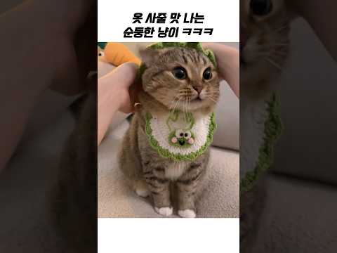 집사가 매일 옷사오는 이유 ㅋㅋ thumbnail