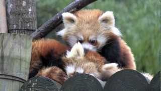 目覚めると元気いっぱいレッサーパンダ〜Red Panda Baby
